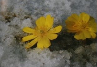 복수초(미나리아재비과)